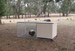 chook box 001