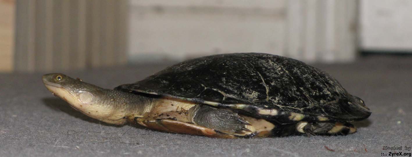 Turtle1